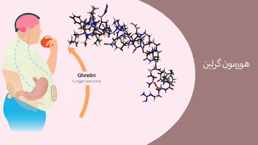 هورمون گرلین